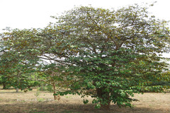 Chrysophyllum cainito